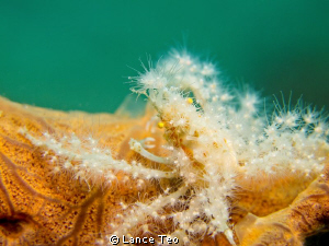 Crab Camouflaged by Lance Teo 